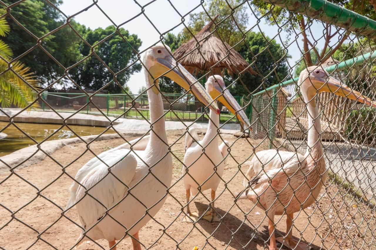 โจลี วิลล์ รีสอร์ต แอนด์ สปา คิงส์ ไอส์แลนด์ ลูเซอร์ Hotel ลักซอร์ ภายนอก รูปภาพ Pelicans at the zoo